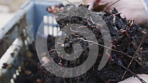 Close up of red earthworms inside fertile organic garden soil