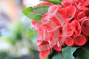 Close up of Red euphorbia milii or Crown of thorns flower