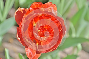 Close-up of a red exotic tulip on a sunny day in a garden