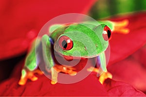 Close up of an Red-Eyed Green Treefrog, Agalychnis callidryas