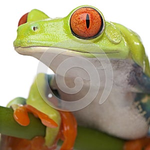 Close-up on a Red-eyed Tree Frog - Agalychnis call photo
