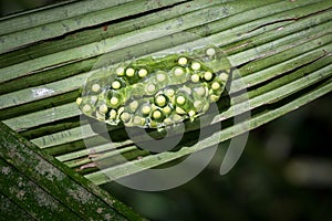 Close up of Red-eyed tree frog (Agalychnis callidryas) eggs laid on a green leaf