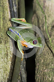 Close Up of Red Eyed Tree Frog in Nighttime Jungle