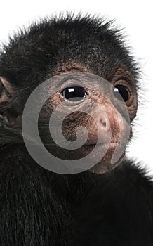 Close-up of Red-faced Spider Monkey, Ateles paniscus, 3 months old