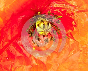 close up of red field poppy flower head water dew droplets Papaver rheas