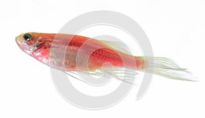 Close up of a red fish on a white background