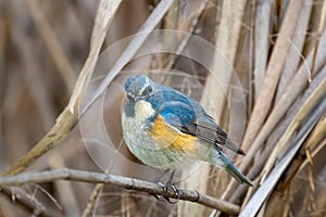 Close up of a red-flanked bluetail with a brown background