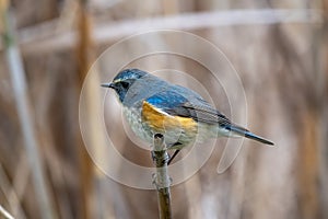 Close up of a red-flanked bluetail with a brown background