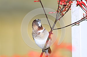 Close up of red flinch