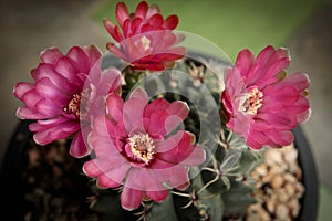 Close up red flowe gymnocalycium baldianum cactus