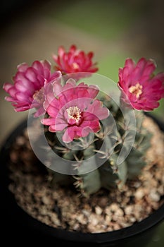 Close up red flowe gymnocalycium baldianum cactus