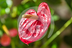 Close up red flower of anthurium flower with big green leaf in front of white curtain in living room in sunlight, Germany