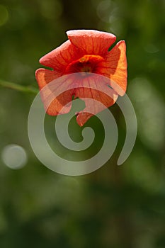 Close-up of a red flower with blurred green background in the forest