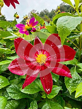 A close-up of a red flower with bright petals. Green leaves surround her