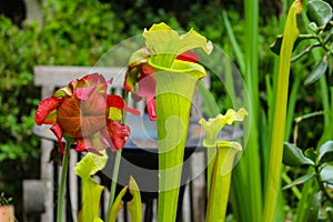 Close up of red flower of a carnivorous yellow pitcherplant, Sarracenia flava purpurea or Gelbe Schlauchpflanze