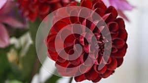 Close up red flower dahlia on blur background