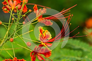 Close-up of red flower of flame tree