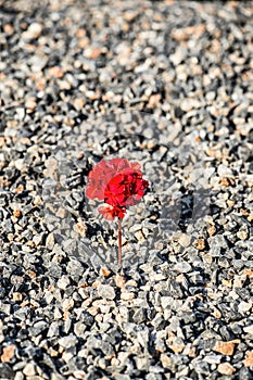 Close-up of red flower growing up from the gravel. The concept of life and motivation