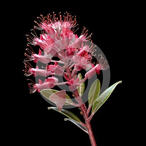 Close-up of red flower, with its stems and leaves visible. The flower is in full bloom, showcasing its vibrant color