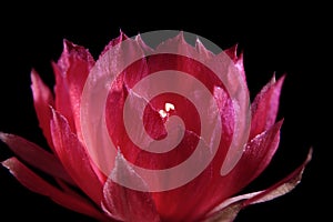 Close up red flower of lobivia cactus against dark background