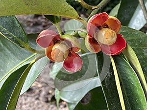 Close up of red flower of Mangosteen