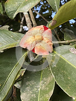 Close up of red flower of Mangosteen