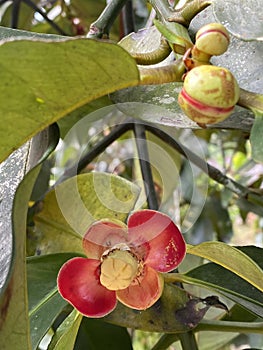 Close up of red flower of Mangosteen