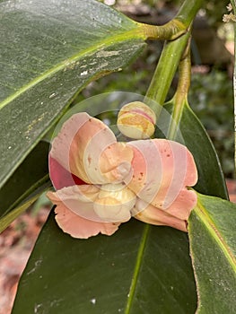 Close up of red flower of Mangosteen