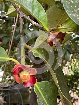 Close up of red flower of Mangosteen