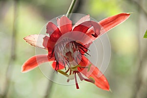 a close up of red flower passiflora vitifolia