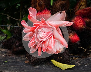 Close-up Red flower torch ginger with leaf on the ground