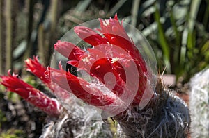 Close up of red flower of woolly oreocereus cactus