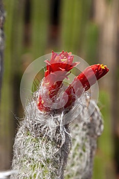 Close up of red flower of woolly touch cactus in a desert garden