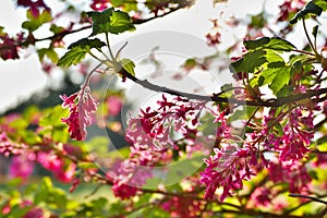 Close up of red-flowering currant in sunlight