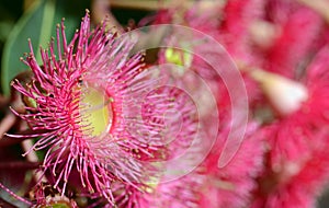 Close up of a red flowering gum tree blossom, Corymbia ficifolia variety
