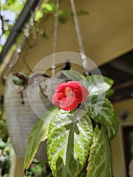 Close-up of red flowering plant