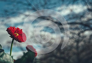 close-up of red flowering plant against sky