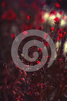 Close up of red flowers blooming in the garden