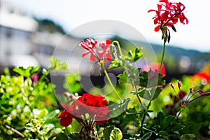 Close up of red flowers with blurred background. Macro nature. Love, passion