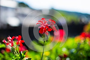 Close up of red flowers with blurred background. Macro nature. Love, passion