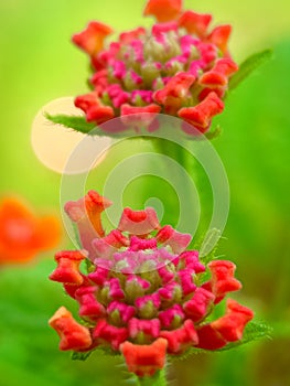 CLOSE UP RED FLOWERS WITH BOKEH VIEW