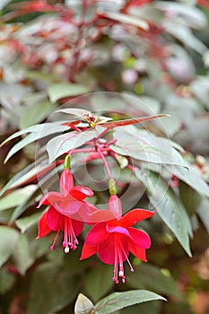 Close-up of red flowers of Fuchsia marinka