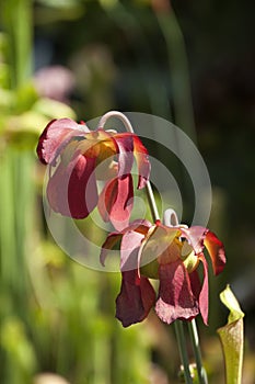 Close-up of red flowers of a pitfall plant in sunshine