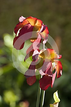 Close-up of red flowers of a pitfall plant in sunshine