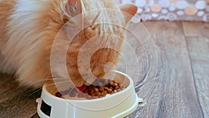 Close-up of a red fluffy cat eating food from a plate. a ginger cat eats cat food from his bowl and licks his lips.