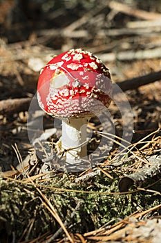 Close up of red Fly Amanita Amanita Muscaria in the forest in fall. Autumn colorful scene background in sunlight