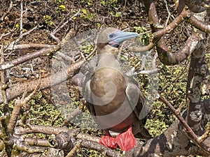 Close up of red-footed booby perched in a tree on isla genovesa photo