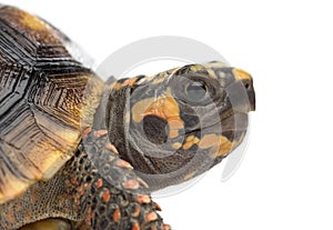 Close-up of a Red-footed tortoises, Chelonoidis