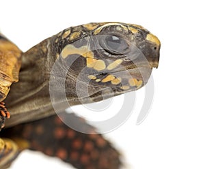 Close-up of a Red-footed tortoises, Chelonoidis ca