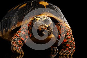 Close-up of Red-footed tortoises, Chelonoidis carbonaria, Isolated black background